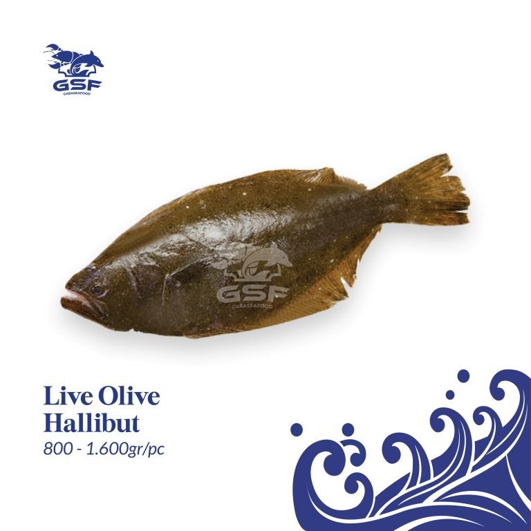 Katalog Shopee ver 2-03 Olive Halibur
